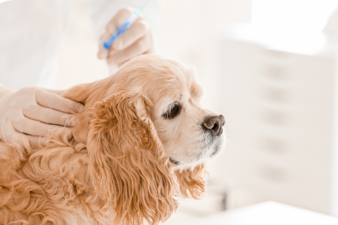狂犬病予防注射とは